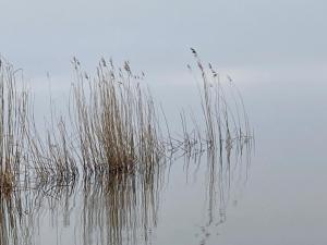 a bunch of tall grass in the water at Auszeit am Haffufer in Wilhelmshof