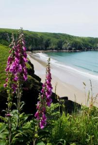 a group of purple flowers next to a beach at Cilgerran - cosy cottage in Cilgerran +8 photos