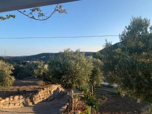 een rij olijfbomen met een stenen muur bij Aloe House in Patmos +2 foto's