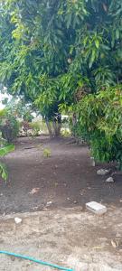 Gallery image of Chandler Homestay in Saint Philip +58 photos