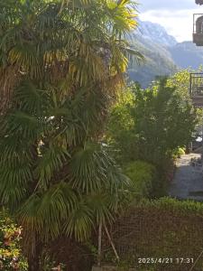 a palm tree with a mountain in the background at Casa Francesca in Cavigliano