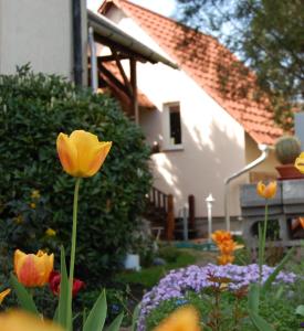 a garden with yellow tulips and flowers in front of a house at Maya Guesthouse in Eger
