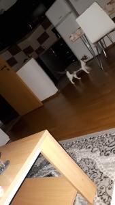 Fotografie z fotogalerie ubytování Room for Rent v destinaci Pristina