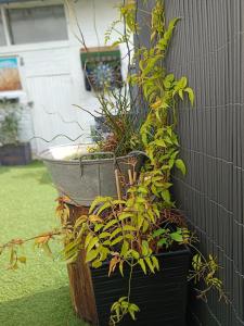 Ogród w obiekcie Le Cocon des Hortillonnages d'Amiens