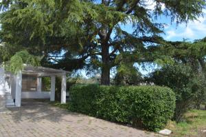 een huis met een grote boom en een heg bij Trullo Levante Valle d'Itria in Cisternino