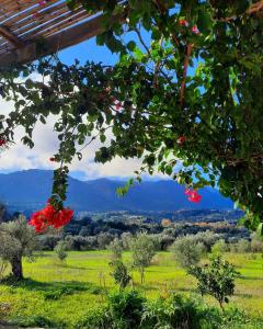 a tree with red flowers in a green field at The Getaway in Sálakos +15 photos