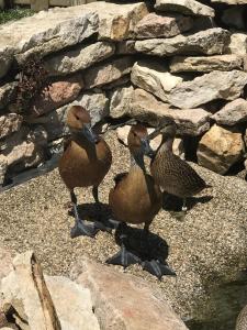 Animaux dans la maison de vacances ou à proximité