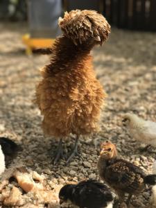 Animaux dans la maison de vacances ou à proximité