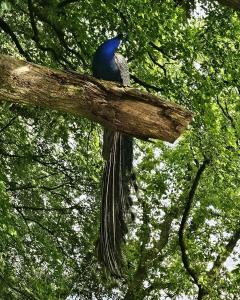 Gallery image of Room In The Country - Between Liskead & Looe in East Looe