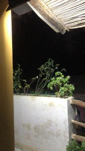 ein Pflanzgefäß mit Pflanzen auf einer Mauer in der Unterkunft Hermosa Habitación en Samaipata in Santa Cruz de la Sierra