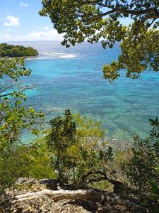 a view of the ocean from a tree at LE MANGUIER in Le Gosier