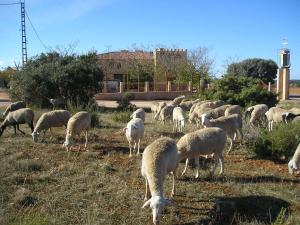 Animales en the country house o alrededores
