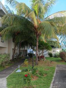 a palm tree in a yard next to a house at Residence les orchidees D5 in Flic-en-Flac