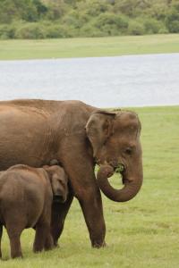 民宿或附近的動物