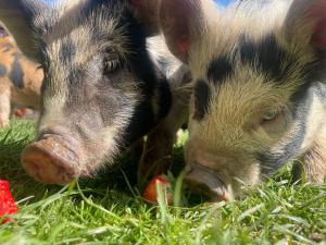 two pigs eating a strawberry in the grass at Ruby's Retreat! Farm Stay! North devon! Sleeps 6! Beaches Exmoor! in Barnstaple
