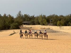 Dyr på hotellet eller i nærheden