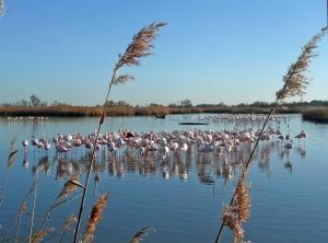 a flock of pink birds standing in the water at Camargue Saintes Maries de la Mer in Saintes-Maries-de-la-Mer