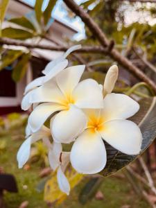 a bunch of white flowers on a plant at White House by Araliya in Unawatuna