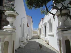 a dog walking down a alley with white buildings at Castellino Studios in Faliraki