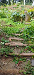 un giardino con un mucchio di tronchi a terra di Camping Cítara a Parati