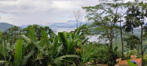 vista sull'oceano da una giungla alberata di Camping Cítara a Parati