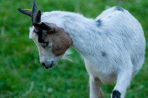 Billede fra billedgalleriet på Tourist Farm Ob izviru Krupe i Semič