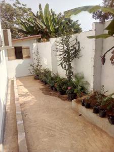 a courtyard with potted plants next to a white wall at Airport Lodge Lungi in Lungi