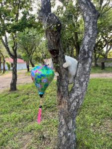 two cats are playing with a balloon in a tree at Serenella in Olbia +31 photos