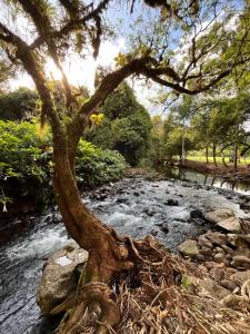 a tree in the middle of a river at Vale do Rio Bonito Glamping in Riozinho