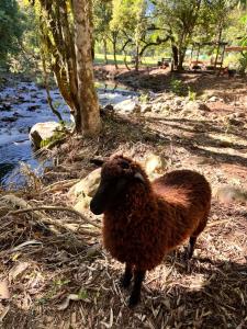 a brown sheep standing next to a river at Vale do Rio Bonito Glamping in Riozinho +14 photos