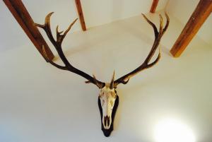 a deer head with large antlers on a wall at Minster View Penthouse in York