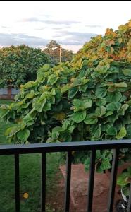 Zahrada ubytování Cataratas Duplex Depto1