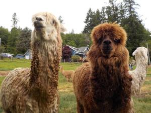 Gallery image of Oceanfront Studio/Loft: Alpacas, Oysters & Kayaks in Shelton