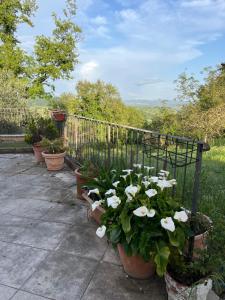 Zahrada ubytování Saturnia Residence