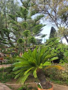 a palm tree in a pot in a garden at Le petit toit in Six-Fours-les-Plages