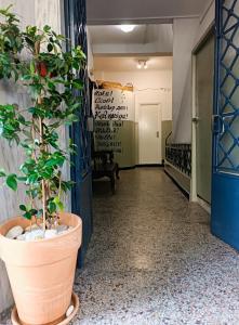 a plant in a pot on the floor of a hallway at The SPiTi Project 23 in Kavála +2 photos