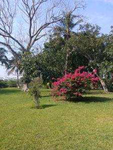 a bush of pink flowers in a park at Villa La Antigua in La Antigua +3 photos