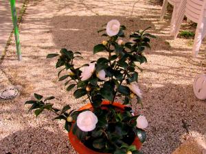 Gallery image of Villa Maria Bed & Breakfast, Corridonia, Marche in Corridonia