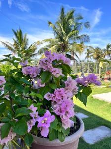 Um jardim no exterior de Sondela Lambug Room2 w pool mountain seaview