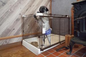 a pug dog standing inside of a cage at S-villa nasu Green hills in Nasu