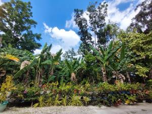 a garden with many plants and trees and clouds in the sky at Antonio Homestay in Loboc