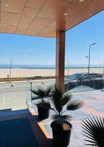 two potted plants sitting in a parking lot at Hotel Alexandra in Mamaia