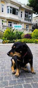 Domácí mazlíčci ubytovaní s hosty v ubytování 厦门鼓浪屿湾景酒店