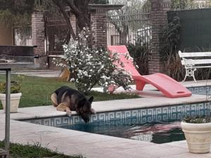 a dog laying next to a swimming pool at COMPLEJO DE VARIOS LOFT EN RAFAELA A 100 METROS de la RUTA 34 in Rafaela +3 photos