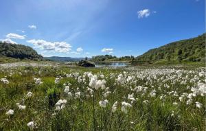 a field of white flowers in a grassy field at Amazing Home In Jøsenfjorden With Sauna in Gullingen