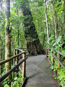 a wooden bridge in a forest with a large tree at Legado das Águas in Miracatu