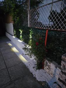 a plant on the side of a fence at Apartman Selce in Selce