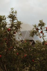 a building behind some trees with red apples at Mount Gnomon Farm in Penguin