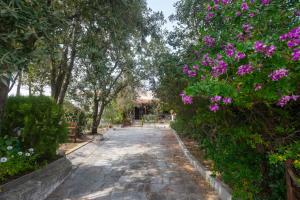 Zahrada ubytování Rustico Gallurese + 5 fotografií