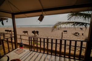 a view of a beach with cows walking on the sand at Jardim a Mar in Agonda